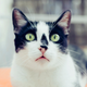 Wide-eyed black and white cat